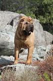 SHAR-PEI 025